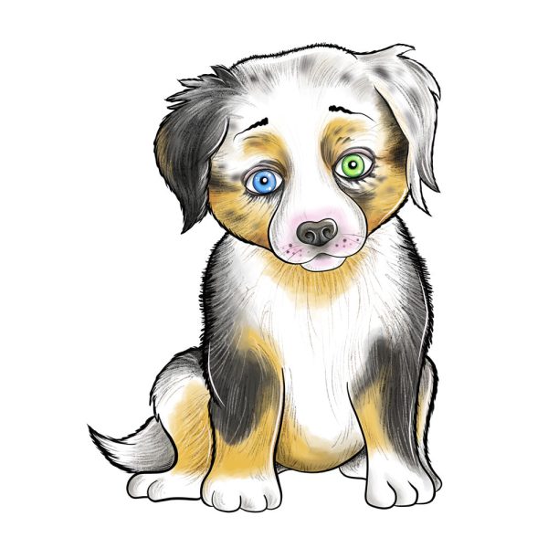 Bügelbild Australian Shepherd Online-Schn?ppchen